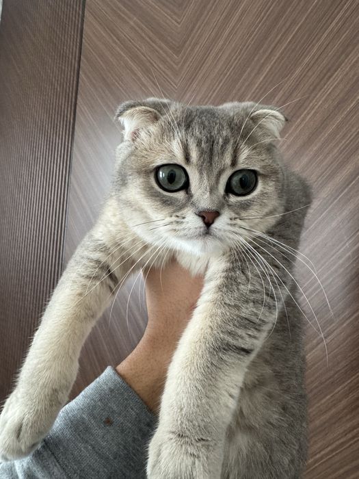 Scottish Fold cincilla rang