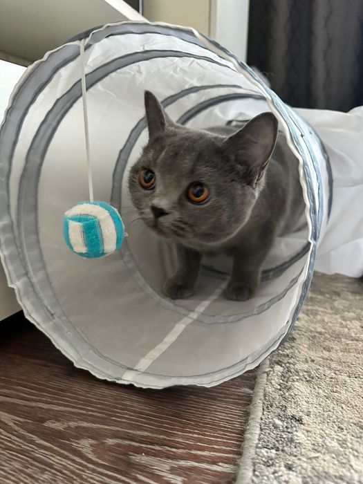 Плюшевая британка