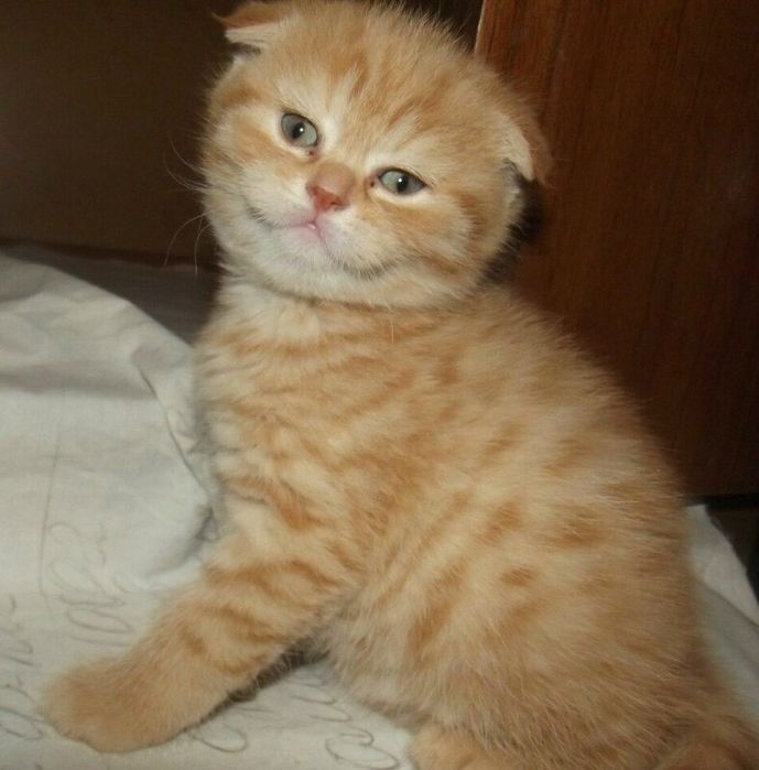 Шотландский Вислоухие котята