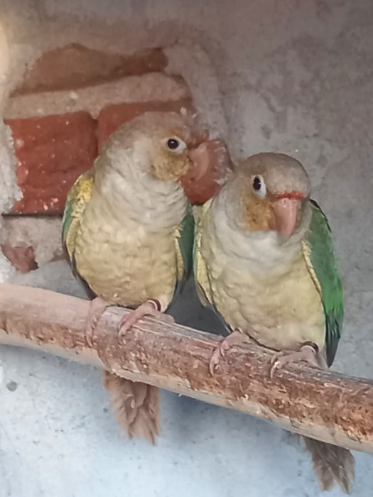 Двойки Папагали пирури.