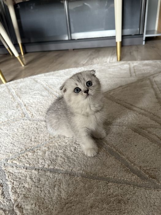 Вислоухий котенок