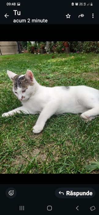 Adoptie donatie pisoi