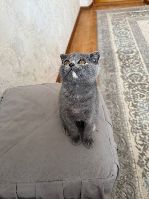 Продаётся котенок фолд