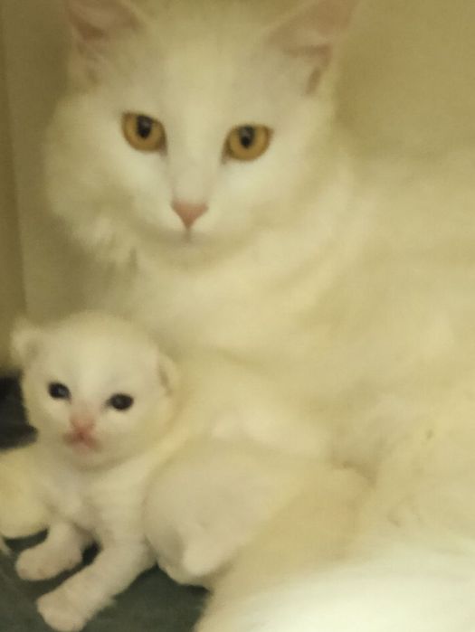 Мушукчалар срочно сотилади