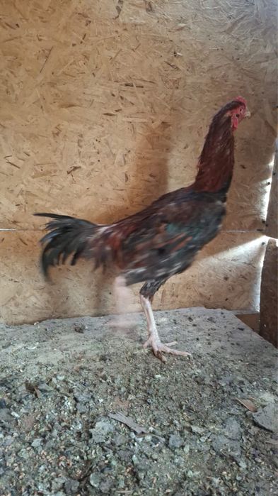 Продам петуха дакан