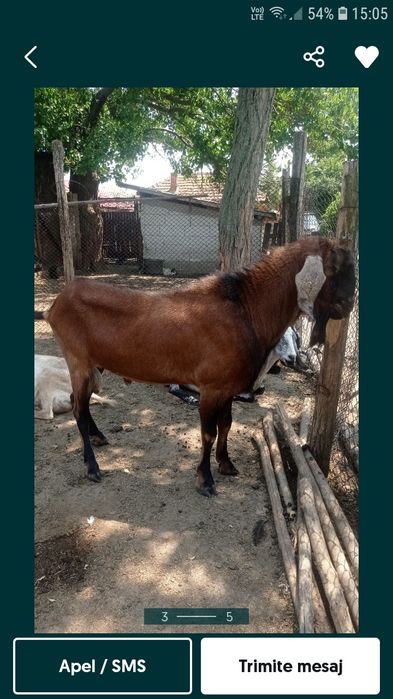 Țap.    de.   vânzare