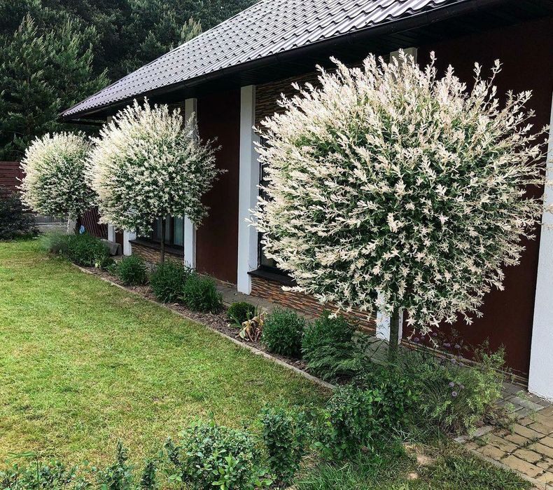 Саженцы карагач,каштан,клён,дуб,ива,берёза,липа,акация, и др