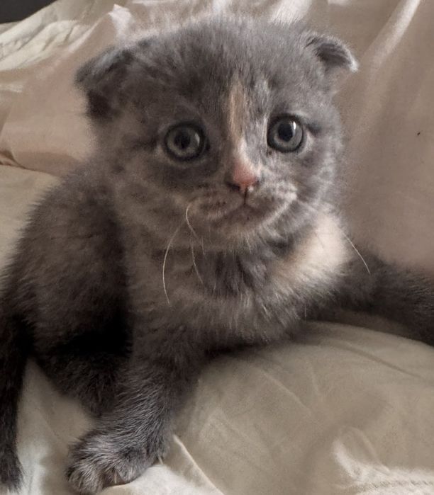 Очаровательные котята Скоттиш-фолд ищут любящих хозяев!