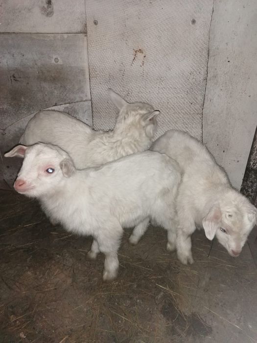 Продам козла молочной породы