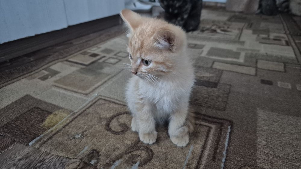 Отдаю котят в добрые руки!