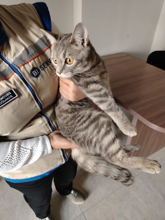 Срочно пристраивается кошка