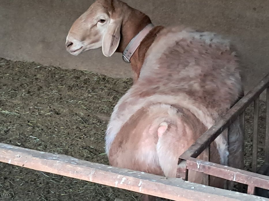 Кошкарлар  сатылымда  .