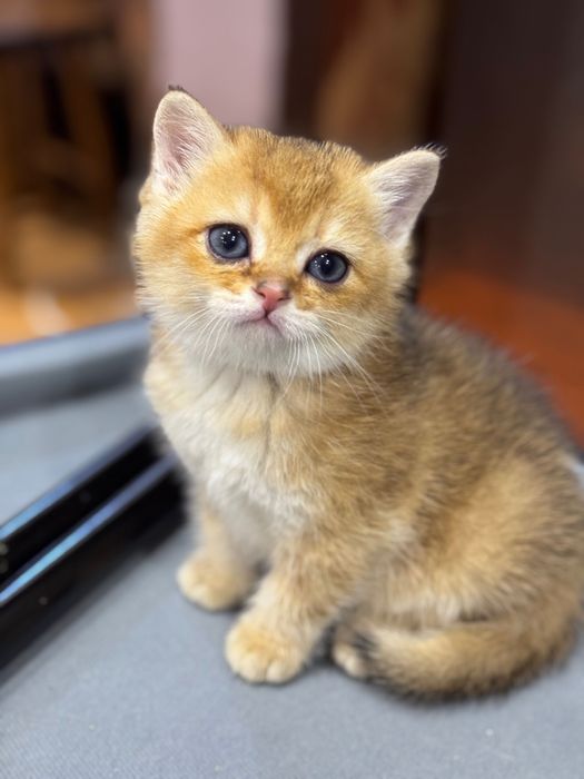 Продаются котята британ и фолд