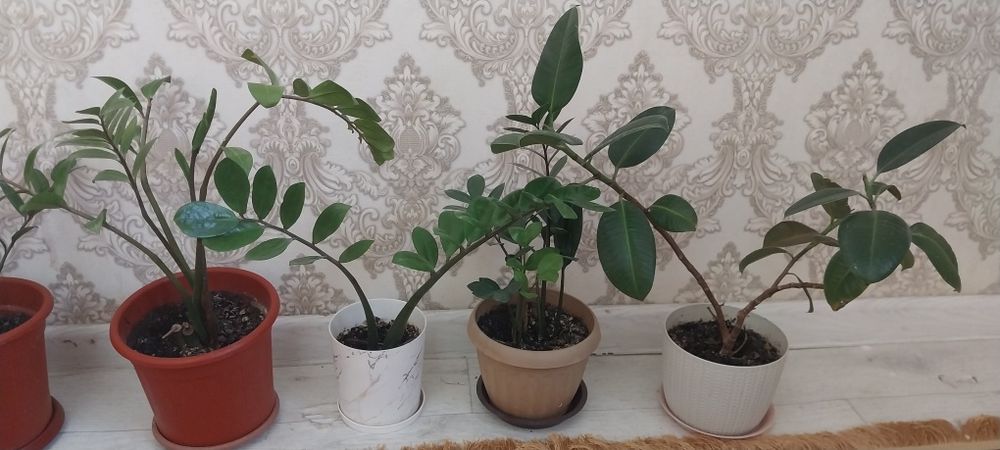 Гүлдер сатылады 30000