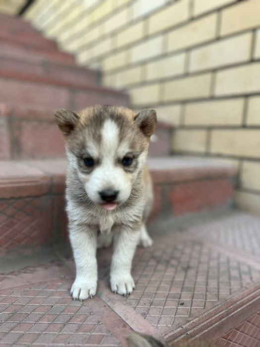 Продам щенят хаски