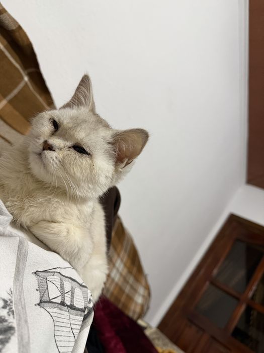 Кот  Хати продаю.