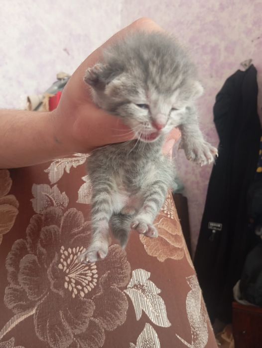 Продам котят красивые