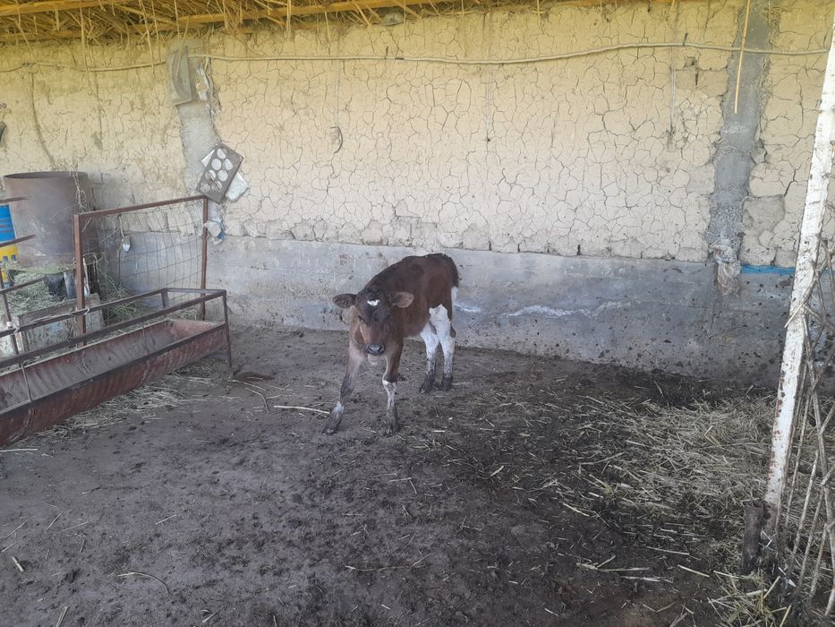 Сиырлар сатылады.