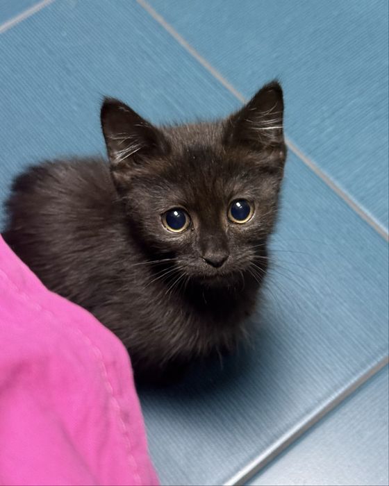 Ищем семью для котенка!