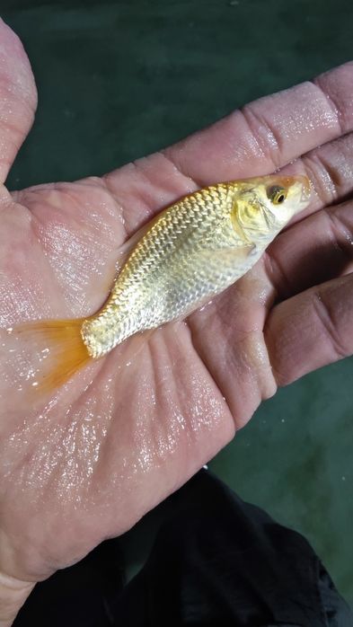 Koi karp baliqlar sotiladi