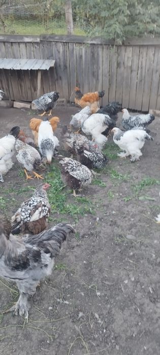 De vânzare cocoși brahma herminat deschis și galbeni unu negru