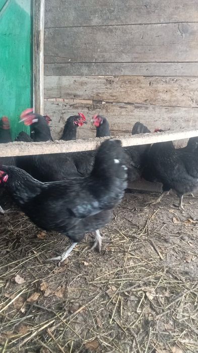 тауықтар сатылады