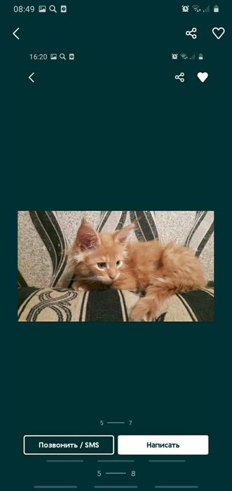 Срочно продам котёнка мейн-кун