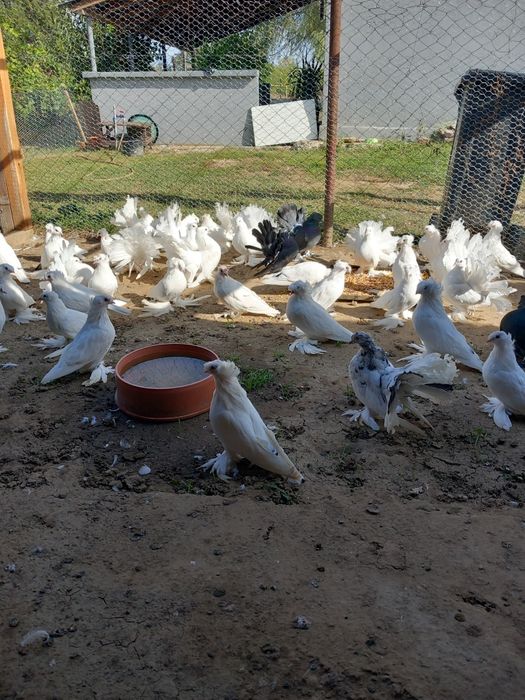 Vand porumbei voltati  indieni si puiendri si maturi.Tobosari germani