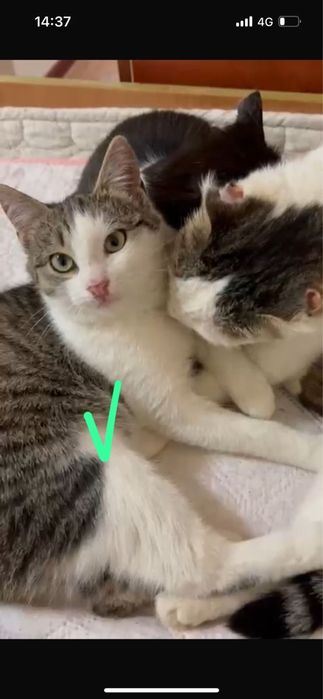 Отдам в добрые руки