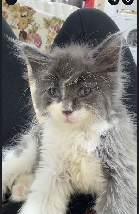 Котята от мамы Мейн кун