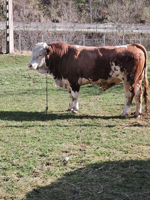 Vând 2 tauri bălțat romanesc și belgian