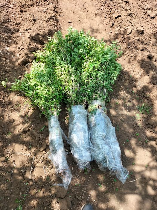 Саженцы карагача,вязь мелколистный,акации жёлтой, смородины золотистой