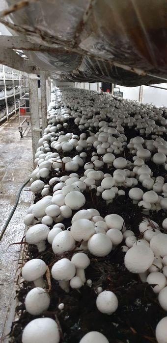 Шампиньон бизнесини ургатамз кампост митцелй хамаси бор