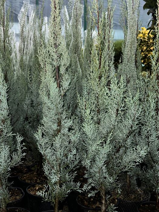 Аризонский кипарис 1 -1,20 m