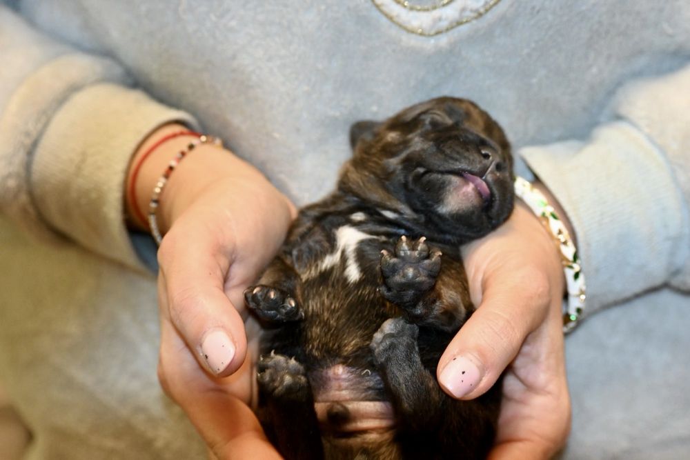 Mascul Staffordshire Bull Terrier