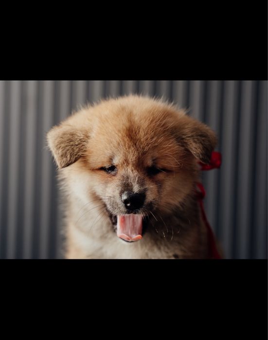 Щенки Акита Ину (Хатико)