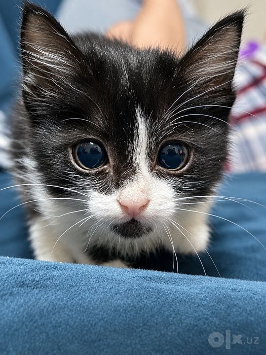 Очень милый котенок