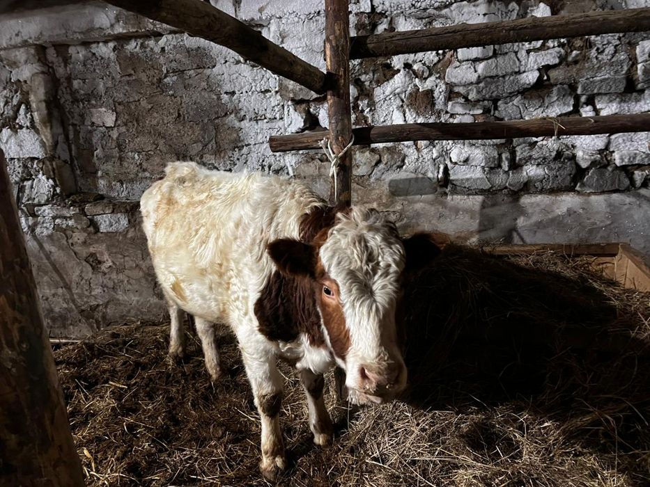 Продам быка симментальской породы