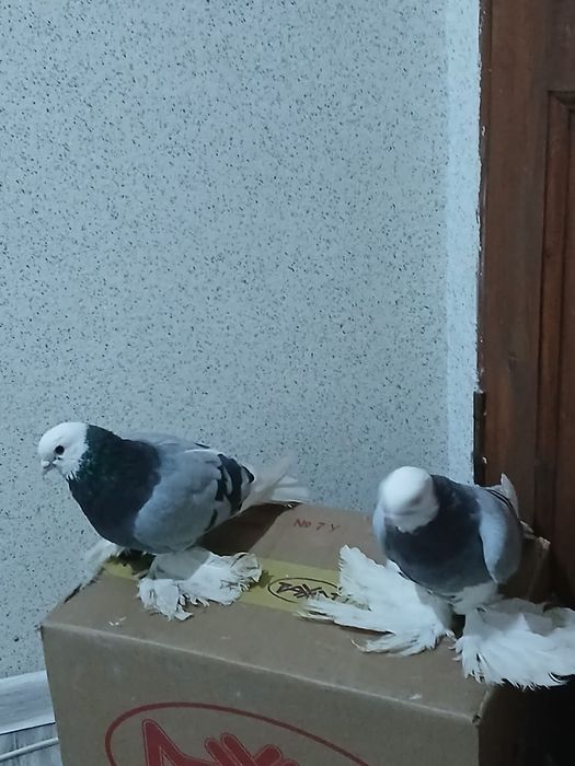 Продам голубей , с боем с летом