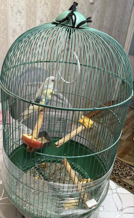 Ручные попугаи