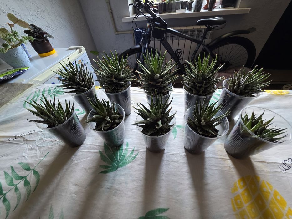 Продам цветочки / Обмен