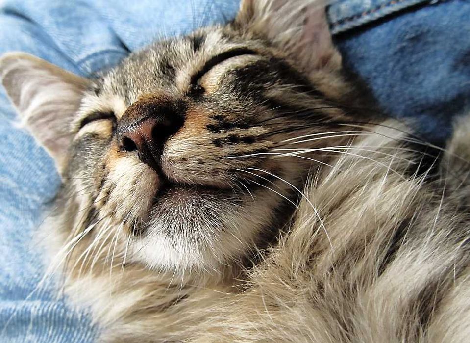 Фотоапарат Canon с обектив 28-336 мм (екв. 35 мм) и стабилизация