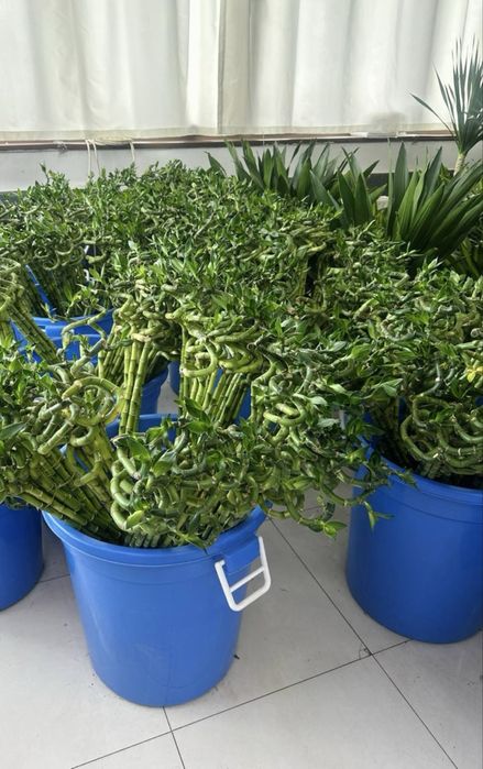 Бамбук - Сандера метровые