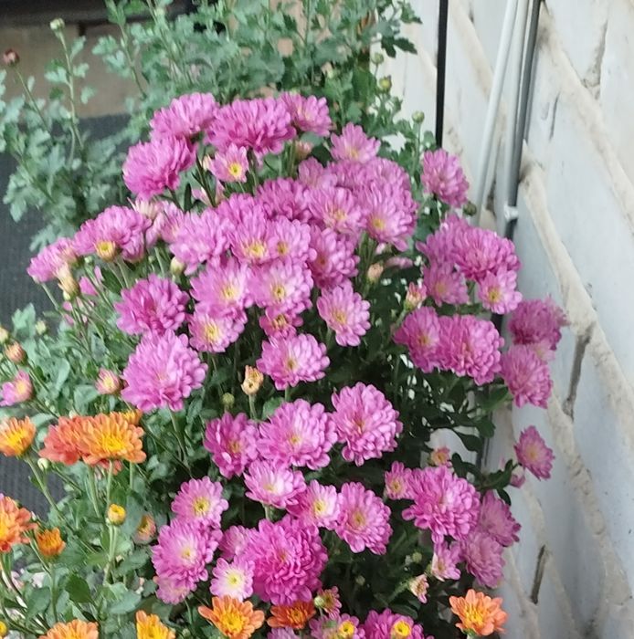 Продам хризантемы мультифлоры