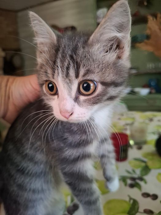 Котята 2 месяца