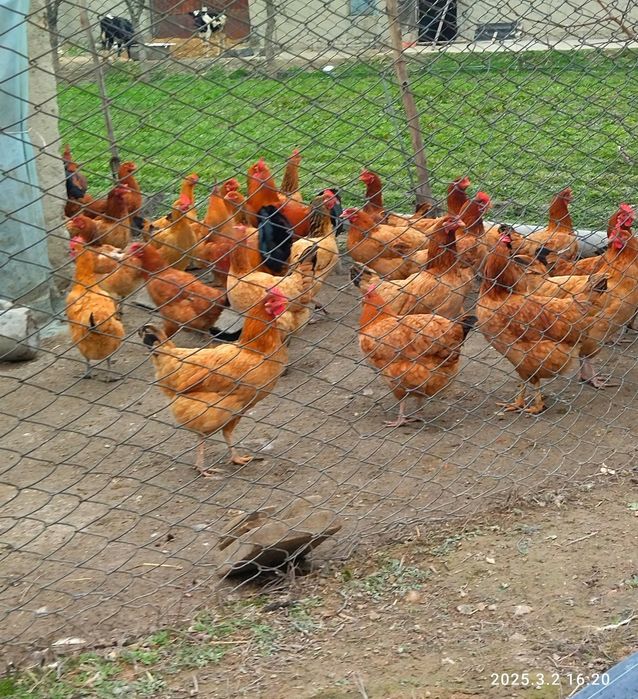 Тухум ва гушт юналишидаги парода