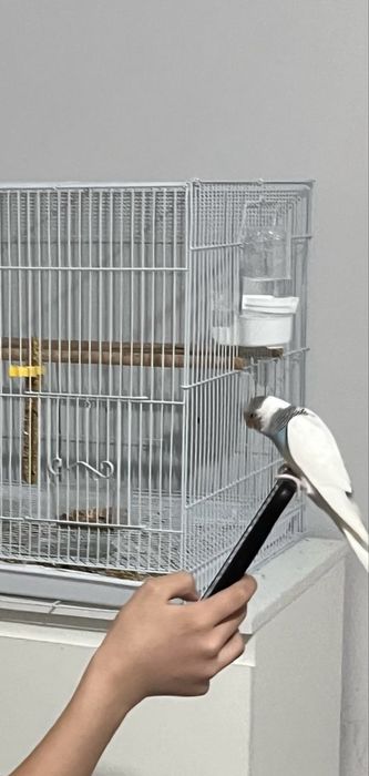 Продаем волнистого попугая Кузя