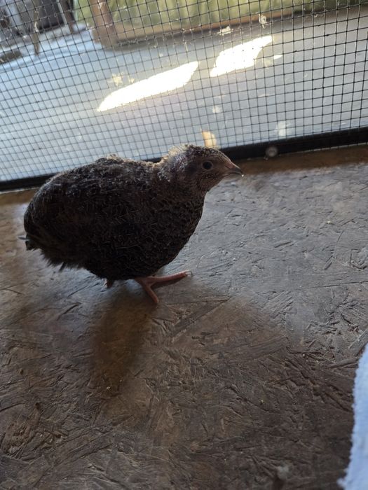 Prepelite de toate vârstele