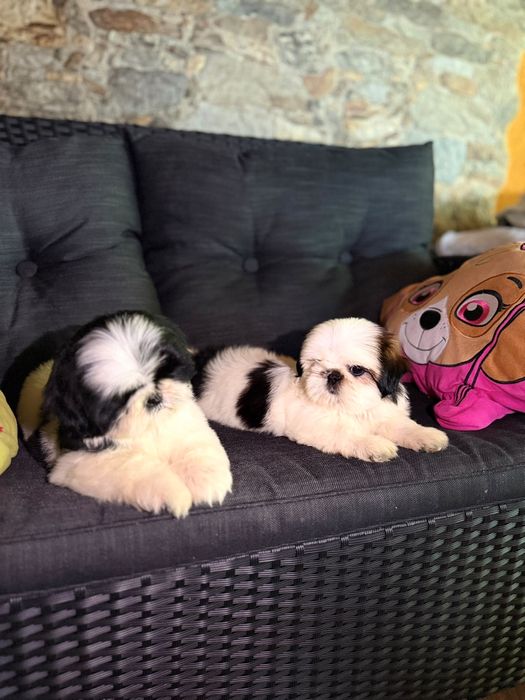 Shih tzu cu pedigree