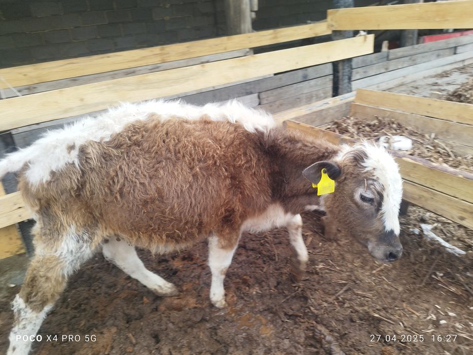 Бұзаулар,телята селхоз